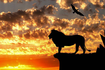 Hakuna Matata - Đừng để lo lắng làm vụt mất cơ hội