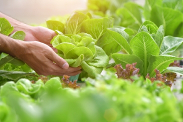 Rau sạch là gì và cách để phân biệt với rau bẩn