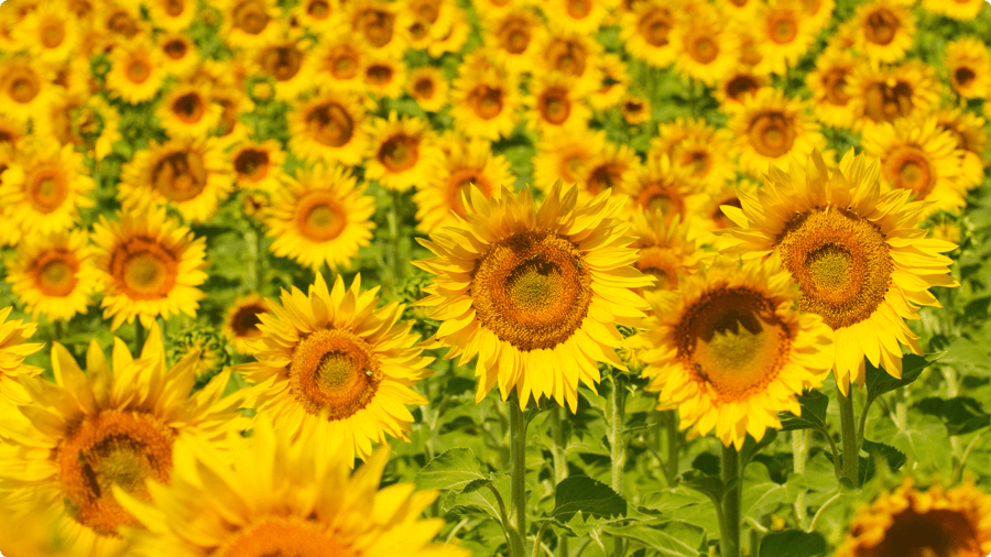 bai-viet-lieu-phap-chua-lanh-tam-trang-bang-mau-sac-01