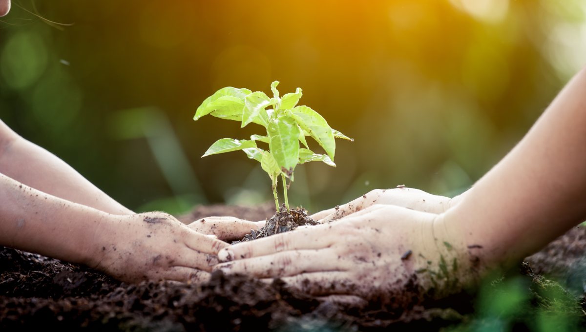 bàn tay đứa trẻ vun đắp mầm non