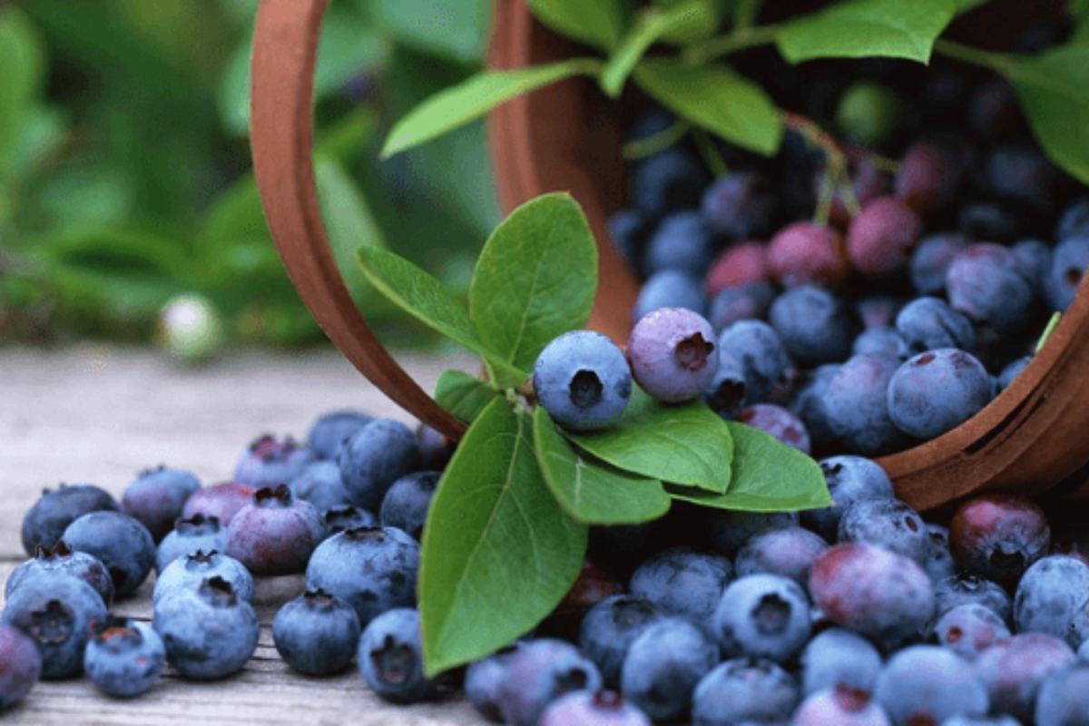 nhung-sieu-thuc-pham-giup-tang-toc-do-trao-doi-chat-1200x800-6